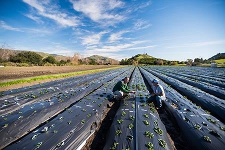 Example a wide shot of two people inspecting crops in a field.